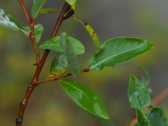 Salix