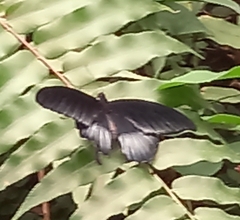 Papilio memnon