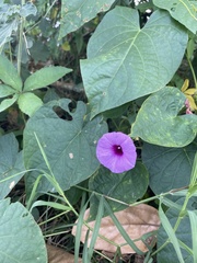 Ipomoea tiliacea
