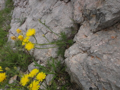 Crepis chondrilloides