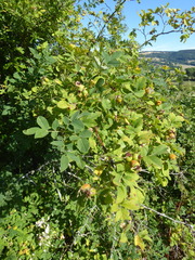 Rosa pseudoscabriuscula
