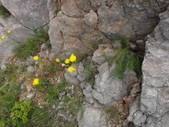 Crepis chondrilloides