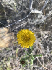 Oedera capensis