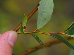 Salix