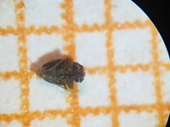 Schizopteridae