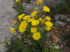 Crepis chondrilloides