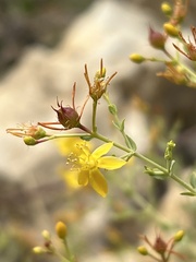 Hypericum triquetrifolium