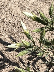 Mentzelia decapetala