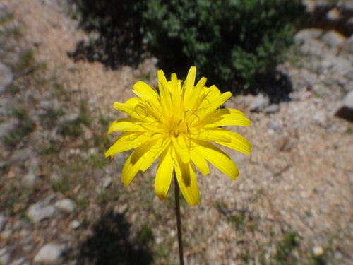 Obična krasena (Reichardia picroides)