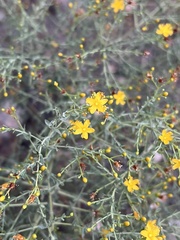 Hypericum triquetrifolium