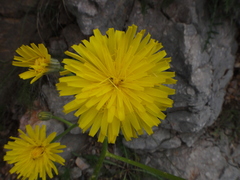 Crepis chondrilloides