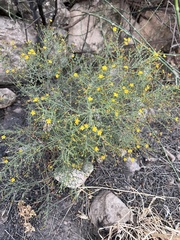 Hypericum triquetrifolium
