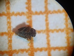 Schizopteridae
