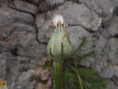 Crepis chondrilloides