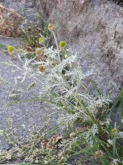 Matricaria discoidea