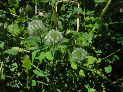 Image of Trifolium diffusum by (c) Christian Berg, some rights reserved (CC BY)