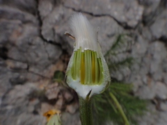 Crepis chondrilloides