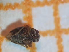 Schizopteridae