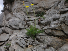 Crepis chondrilloides
