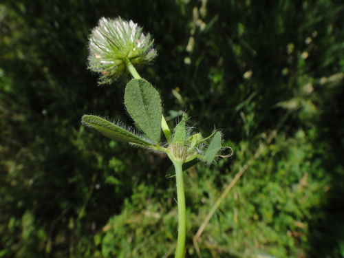 Image of Trifolium diffusum by (c) Christian Berg, some rights reserved (CC BY)