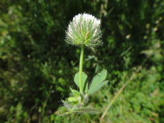 Trifolium diffusum