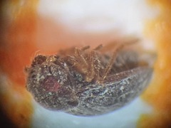 Schizopteridae