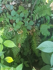 Polystichum setiferum