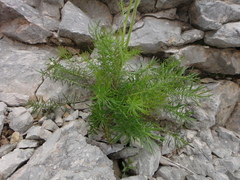 Crepis chondrilloides