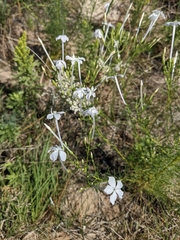 Ipomopsis longiflora longiflora