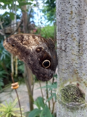 Caligo telamonius memnon