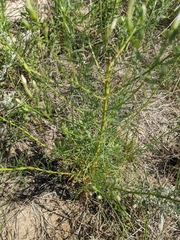 Ipomopsis longiflora longiflora