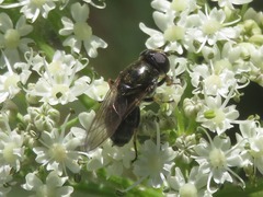 Cheilosia fraterna