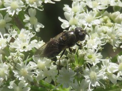 Cheilosia fraterna