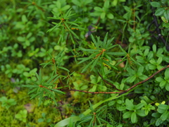 Rhododendron tomentosum