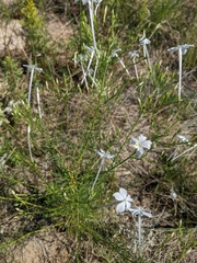 Ipomopsis longiflora longiflora