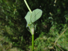 Trifolium diffusum