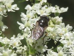 Cheilosia fraterna