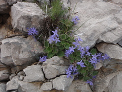 Campanula fenestrellata istriaca