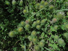 Trifolium diffusum