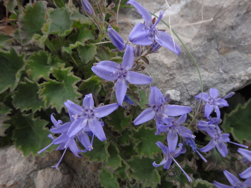 Image of Campanula fenestrellata by (c) Christian Berg, some rights reserved (CC BY)