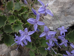 Campanula fenestrellata istriaca