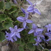 Campanula fenestrellata istriaca - Photo (c) Christian Berg, some rights reserved (CC BY), uploaded by Christian Berg