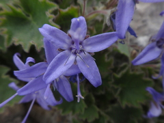 Campanula fenestrellata istriaca