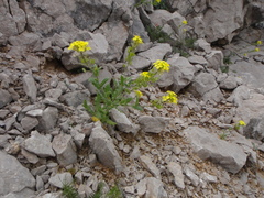 Biscutella cichoriifolia