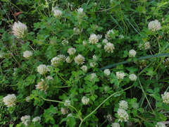 Trifolium diffusum