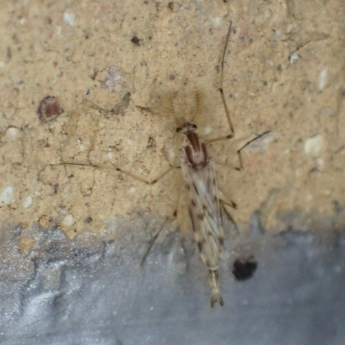 Chaoborus trivittatus photo 5