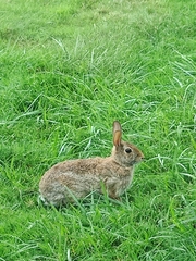 Sylvilagus floridanus