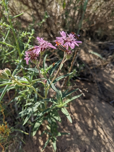 Image of Palafoxia sphacelata by (c) Alaina Krakowiak, some rights reserved (CC BY)