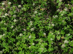 Trifolium diffusum