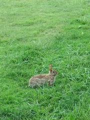 Sylvilagus floridanus
